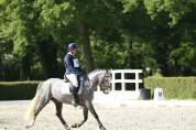 Poneys de sport 