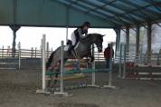 Pony esperto e competitivo in completo e salto ostacoli