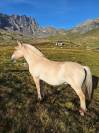 Cheval Fjord hongre 