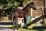 Pouliche frisonne 