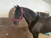 Cavalla andalusa
