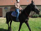 cheval de loisir