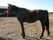 cheval de loisir