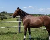 Caballo castrado Lusitano En venta 2021 Bayo por Xanjo AR