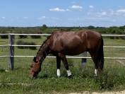 Caballo castrado Lusitano En venta 2021 Bayo por Xanjo AR