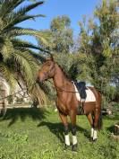 Caballo castrado Lusitano En venta 2021 Bayo por Xanjo AR