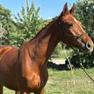 Pouliche Cheval de Selle Italien A vendre 2022 Alezan