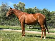 Pouliche Cheval de Selle Italien A vendre 2022 Alezan