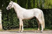 Poney DRP mâle - Dunalino - par D-Gold AT NRW
