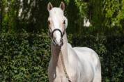 Poney DRP mâle - Dunalino - par D-Gold AT NRW