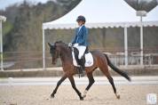 Dekhengst Franse rijpony PFS Te koop 2020 Donker bruin / bai ,  COCKNEY CRACKER (DRP)