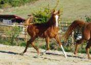 Cheval demi portion 