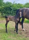 Poulain SF 2025 