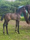 Poulain SF 2025 