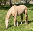 etalon palomino lusitanien 