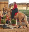 etalon palomino lusitanien 