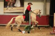etalon palomino lusitanien 