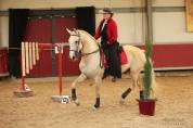 etalon palomino lusitanien 