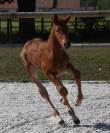 Magnifique poulain d'avenir pour le cso