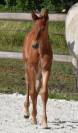 Magnifique poulain d'avenir pour le cso
