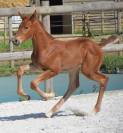 Magnifique poulain d'avenir pour le cso