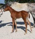 Magnifique poulain d'avenir pour le cso