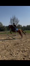 Pur-sang - Jument, 6 ans 