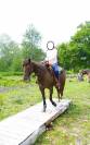 Jument Appaloosa PP