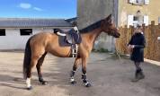 Jument SF - 4 ans - 165cm 