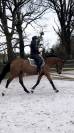 Jument SF - 4 ans - 165cm 