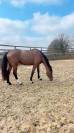 Jument SF - 4 ans - 165cm 