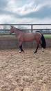 Jument SF - 4 ans - 165cm 