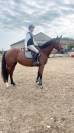 Jument SF - 4 ans - 165cm 