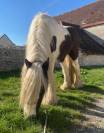 Jument Irish Cob 8 ans