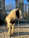 Jument Irish Cob 8 ans