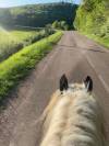 Jument Irish Cob 8 ans