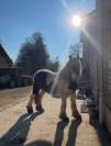 Jument Irish Cob 8 ans