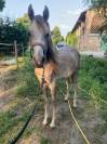Vendita Puledro stallone Arabo