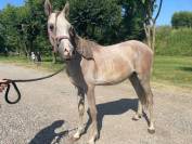 Vendita Puledro stallone Arabo