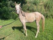 Vendita Puledro stallone Arabo