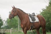 Très jolie jument - 7 ans - Dressage