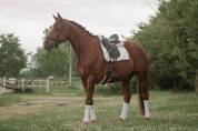 Très jolie jument - 7 ans - Dressage