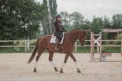 Très jolie jument - 7 ans - Dressage