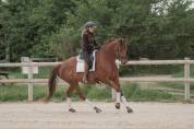 Très jolie jument - 7 ans - Dressage