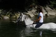 Loue poney de sport 