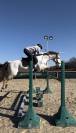 Loue poney de sport 