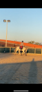 Loue poney de sport 