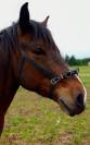 Poney demi sang Shagya 