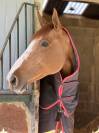 Jument 10 ans ( Balou du rouet )