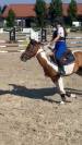 Pony pezzato 